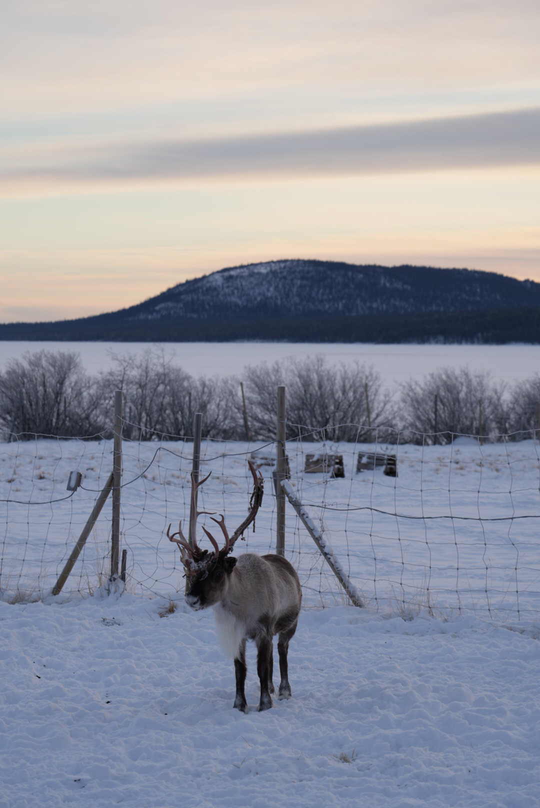 A snowy scene of a reindeer in Kiruna