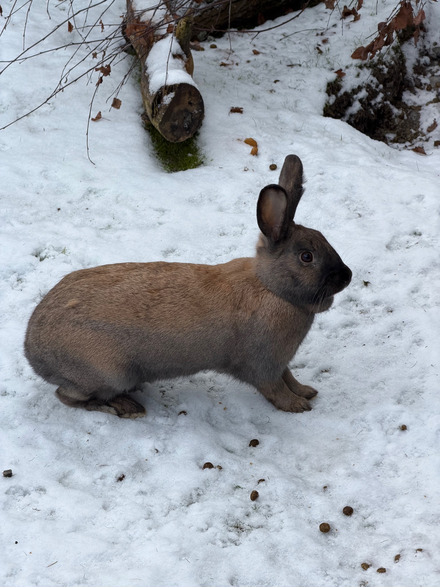 Another rabbit at Skansen