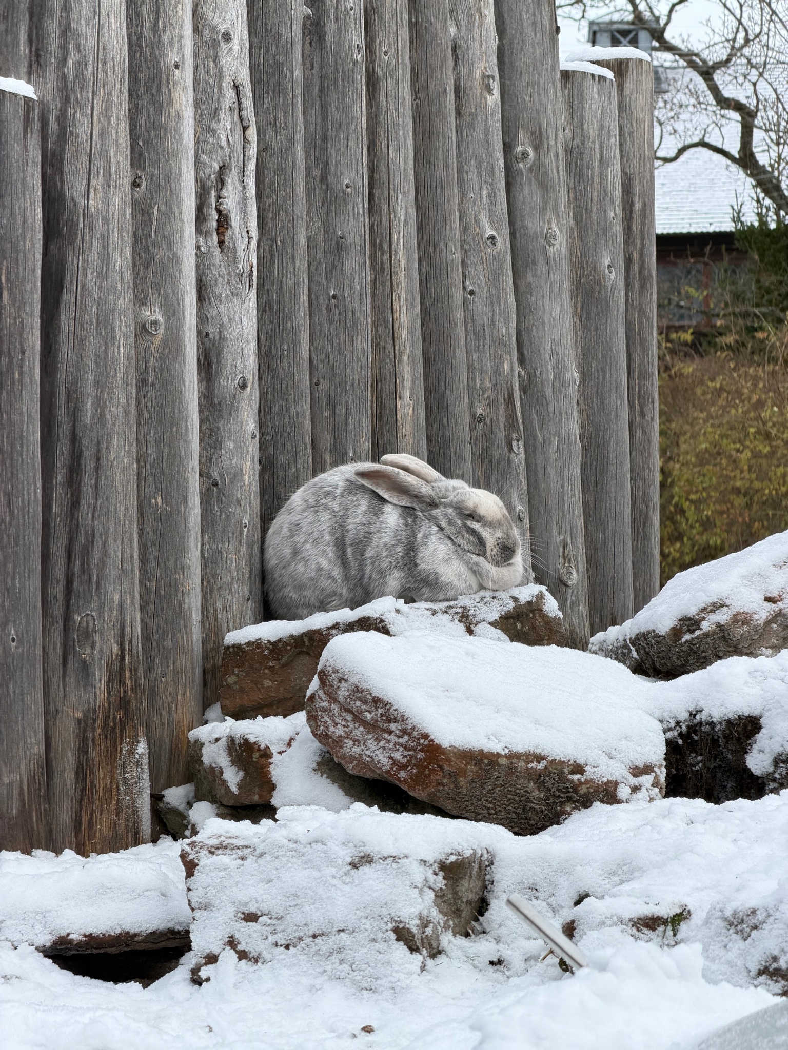 A rabbit at Skansen